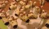 Zebra Cake-Pops